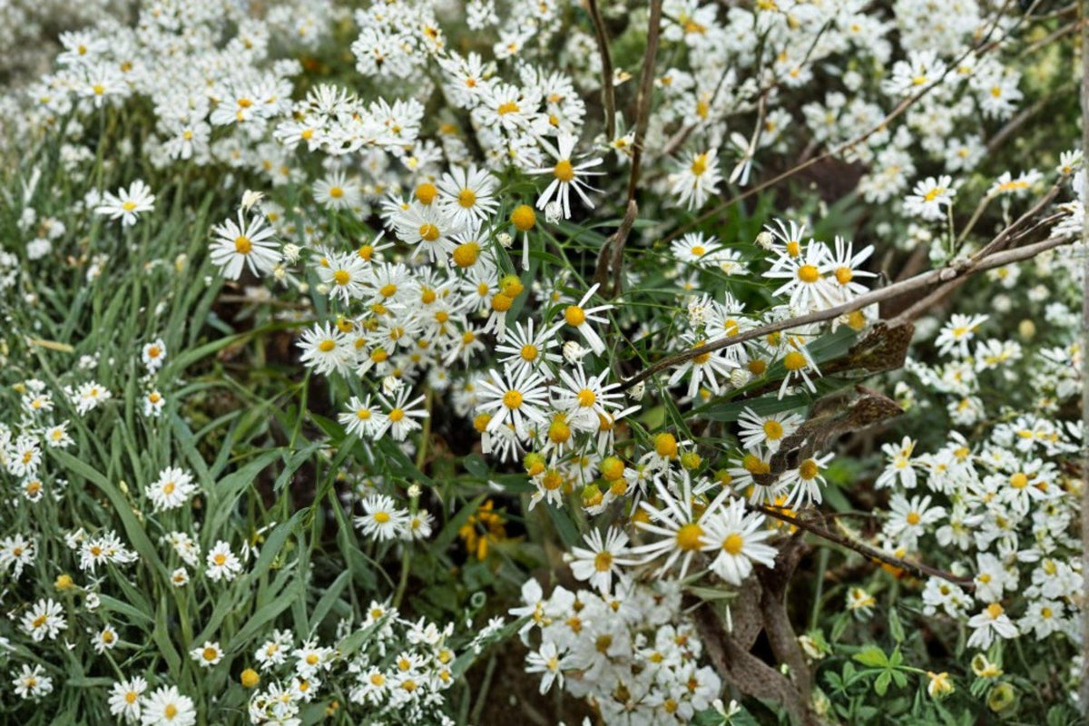 500 Boltonia False Aster Seeds - White Wildflower for Pollinators - Boltonia asteroides