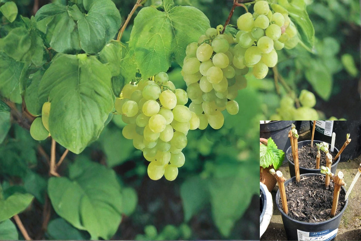Thompson Seedless Grapevine Cuttings 10 Pack 7-8 Inch Vitis vinifera Green Seedless Grapes Perennial Fruiting Vine