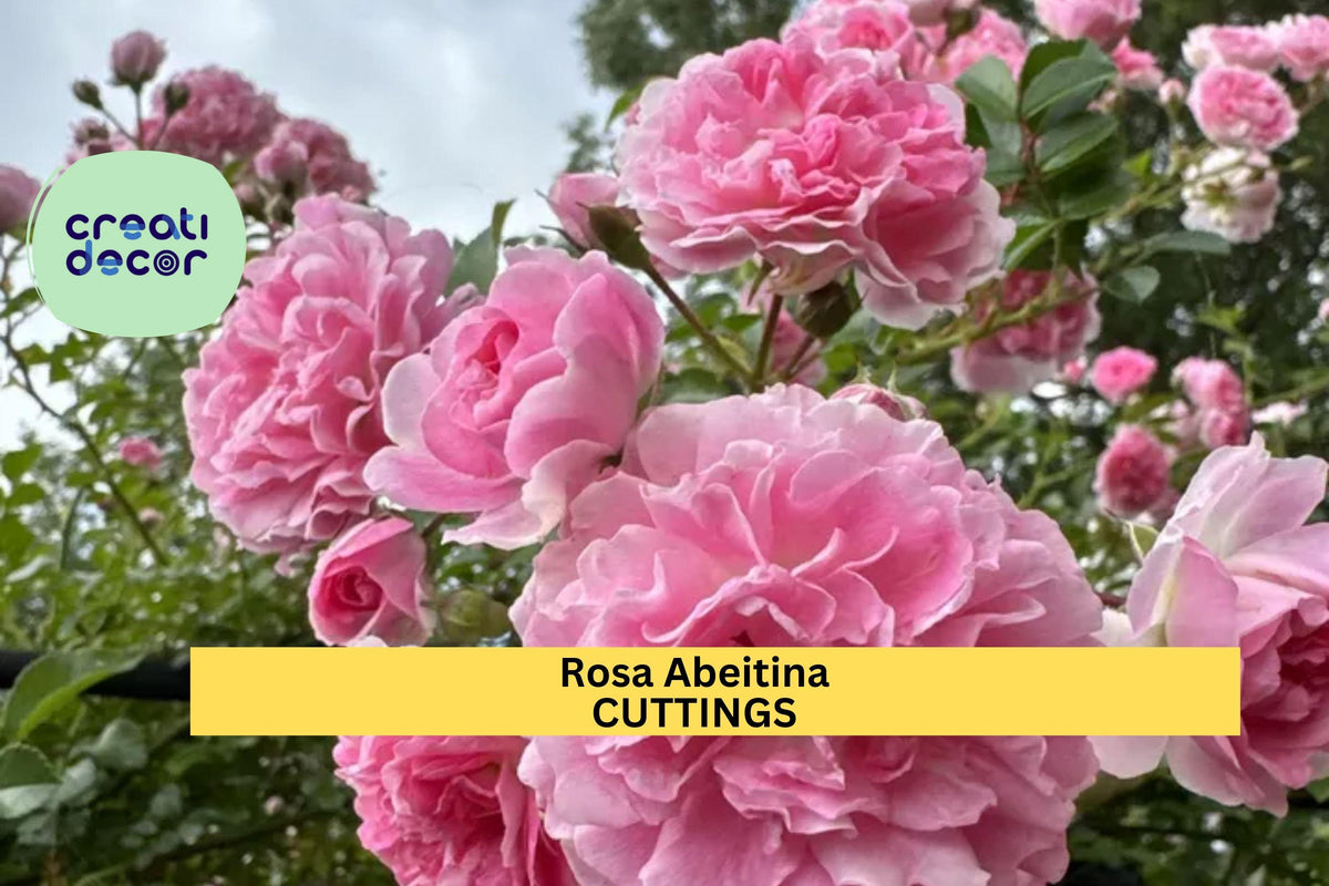 5 Pink Climbing Rose Cuttings | Heirloom Rosa spp. | Unrooted Garden Propagation | Hardy Flowering Vine Rose
