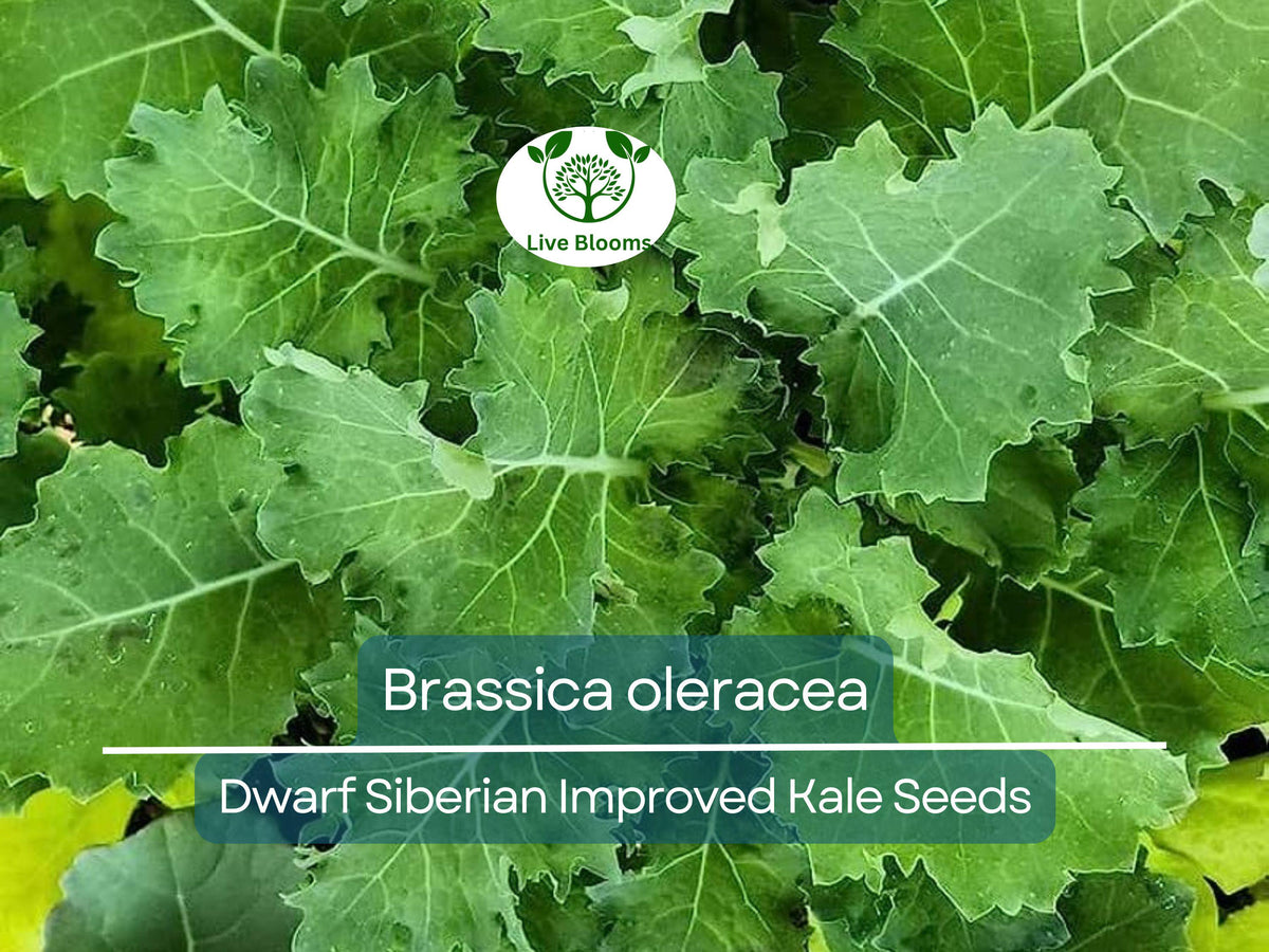 250 Dwarf Siberian Kale Seeds - Brassica oleracea - Nutrient-Rich, Cold-Hardy Greens for Easy Planting & Healthy Cooking