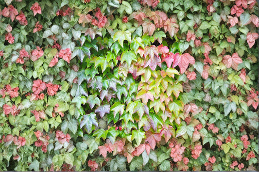 10 Boston Ivy Seeds - Parthenocissus tricuspidata - Climbing Vine for Vertical Gardens