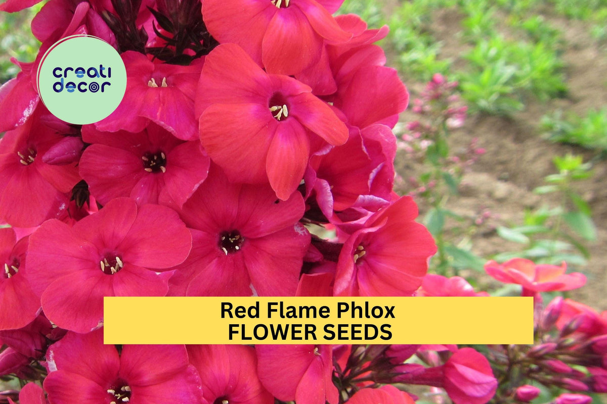 100+ Red Flame Phlox Seeds - Bright Red Perennial Blooms for Borders & Pollinator Beds - Phlox paniculata