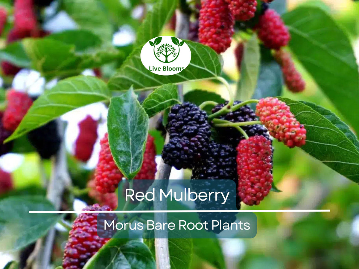 Red Mulberry Trees Set of 3 – Morus Rubra Live Bare Root Fruit Trees 12–24 Inches – Hardy Edible Shade Tree with Sweet Berries