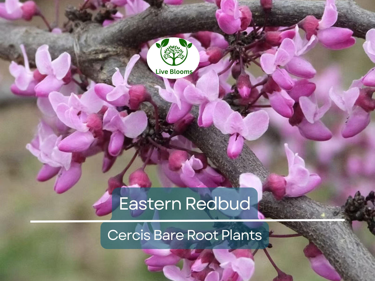 3 Eastern Redbud Trees 14-18" Live Bare Root - Cercis canadensis - Ornamental, Pink Blooms, Cold Hardy, Native, Pollinator-Friendly