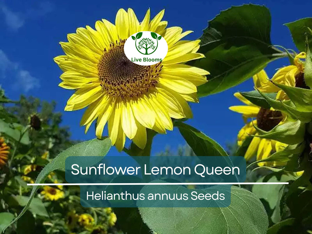 100 Lemon Queen Sunflower Seeds | Helianthus annuus | Non-GMO, Cut Flower, Branching, Pollinator Favorite