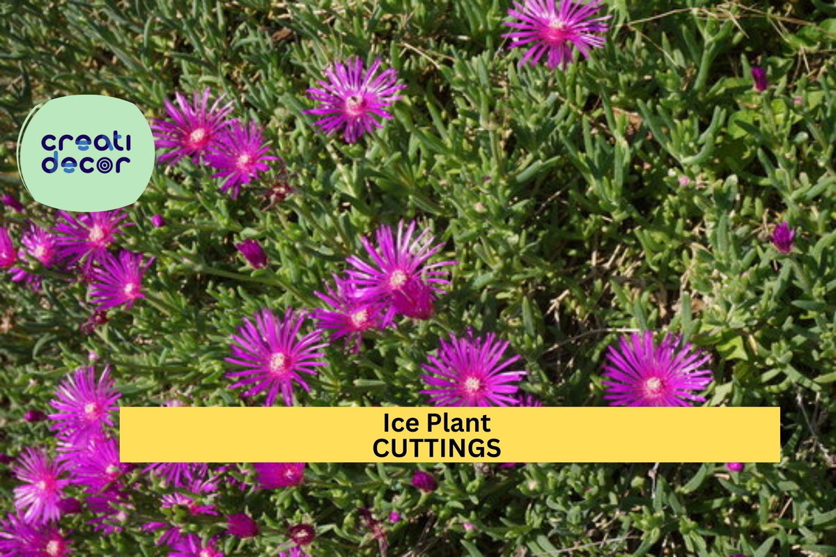 Magenta Ice Plant Cuttings | 5 Unrooted Delosperma cooperi | Hardy Succulent Ground Cover | Drought Tolerant | Bright Blooms
