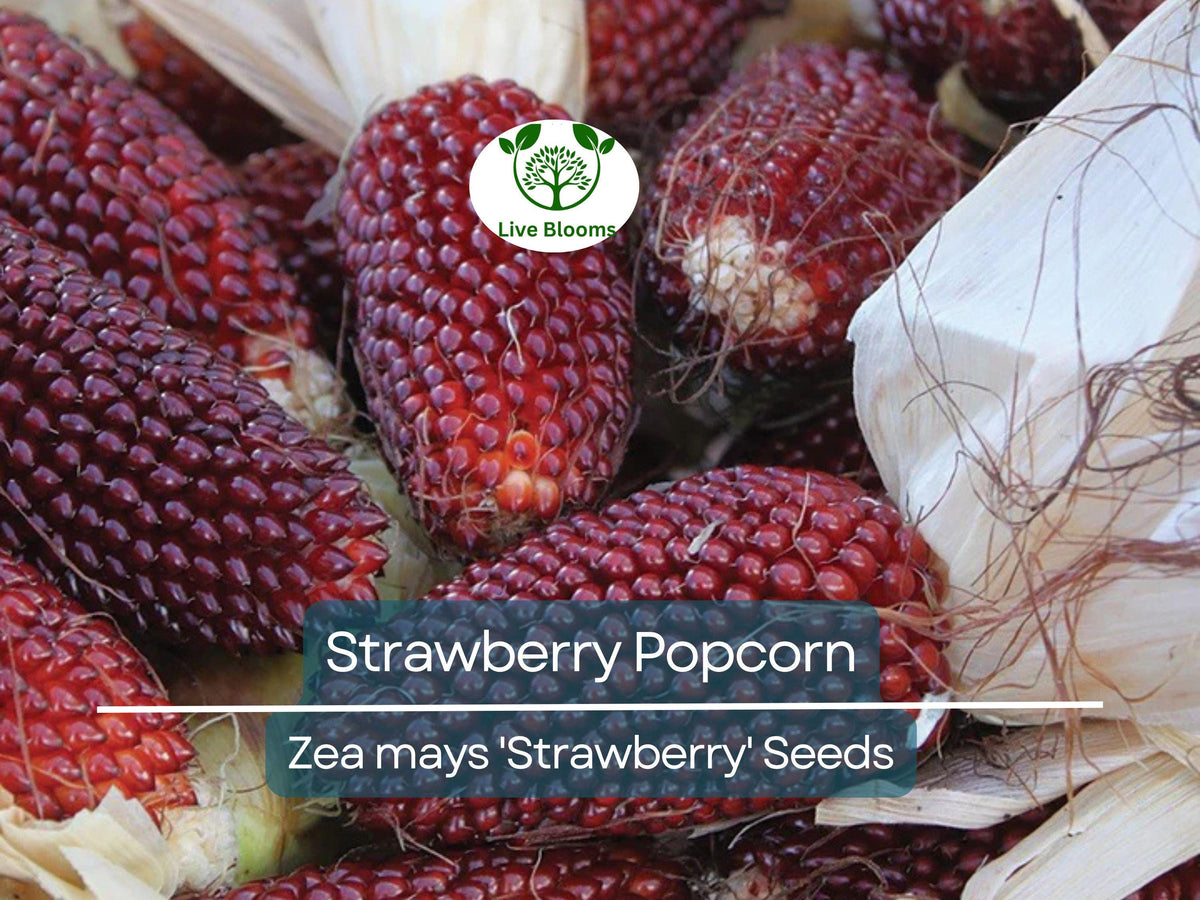 80 Strawberry Popcorn Seeds | Red Ornamental Corn | Zea mays | Edible & Decorative | Easy to Grow, Pollinator-Friendly