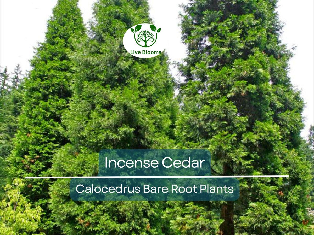 Incense Cedar Seedlings - 5 Live Bare Root Plants - Calocedrus decurrens - Fragrant Evergreen for Landscape & Privacy