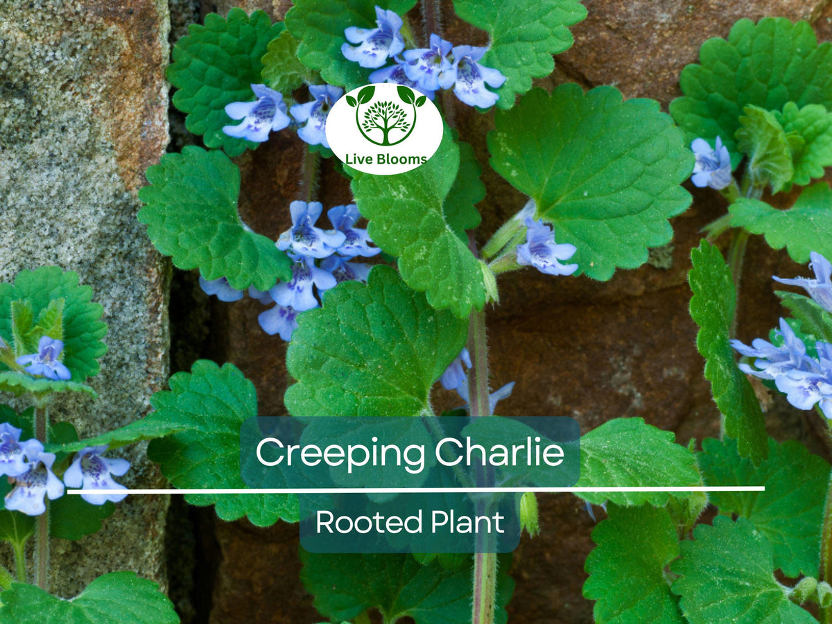 Creeping Charlie Plant - Live Pilea Nummulariifolia, Easy Care Ground Cover, Unique Trailing Vine for Indoor Outdoor Spaces