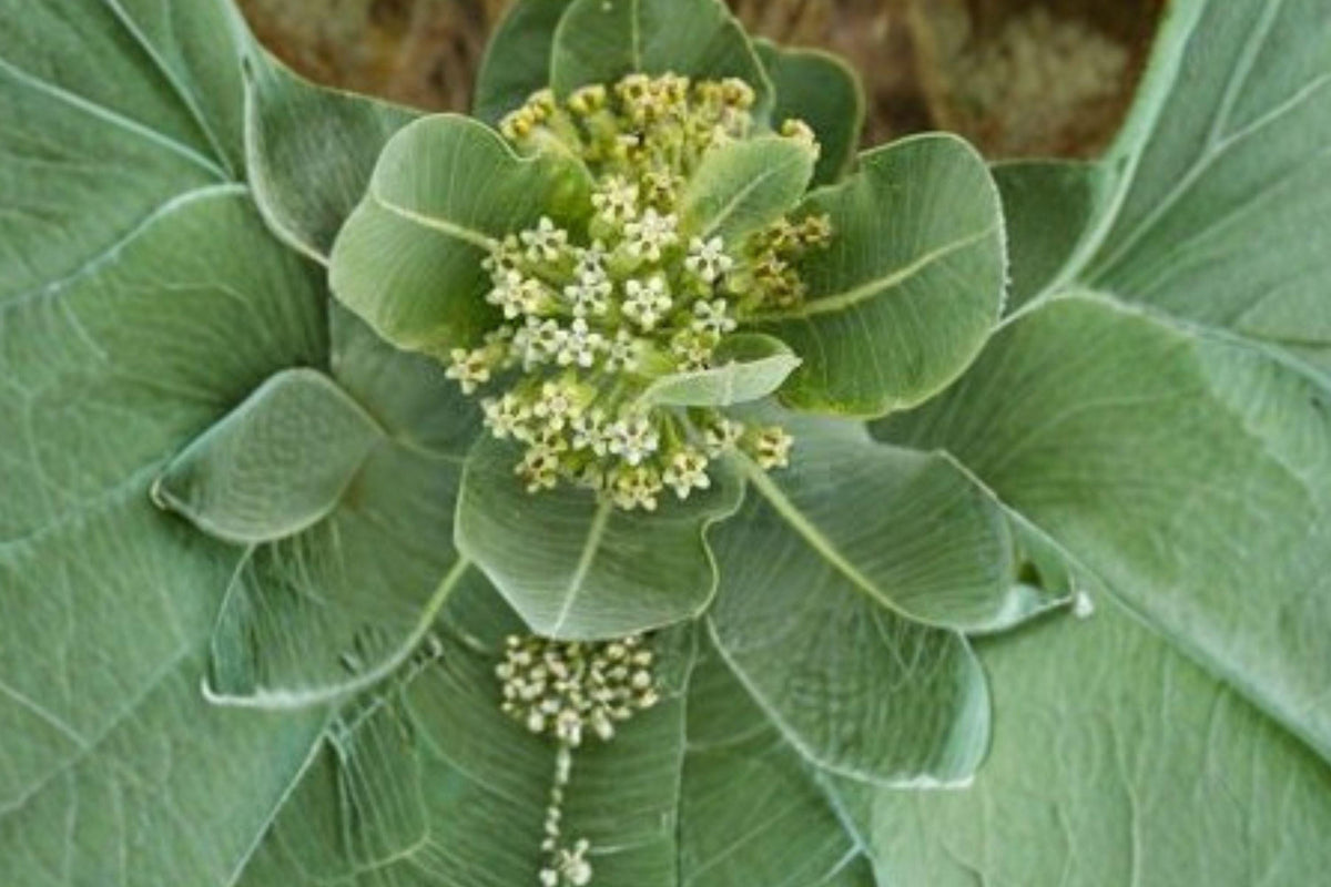 10 Western Sand Milkweed Seeds - Asclepias arenaria - Monarch Butterfly Host Plant