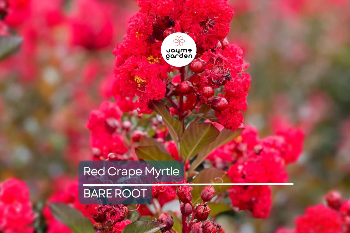 2ft Live Red Crape Myrtle Trees | Fast-Growing Red Rocket | Lagerstroemia indica ‘Red Rocket’ | Zones 7-9 | Bare Root