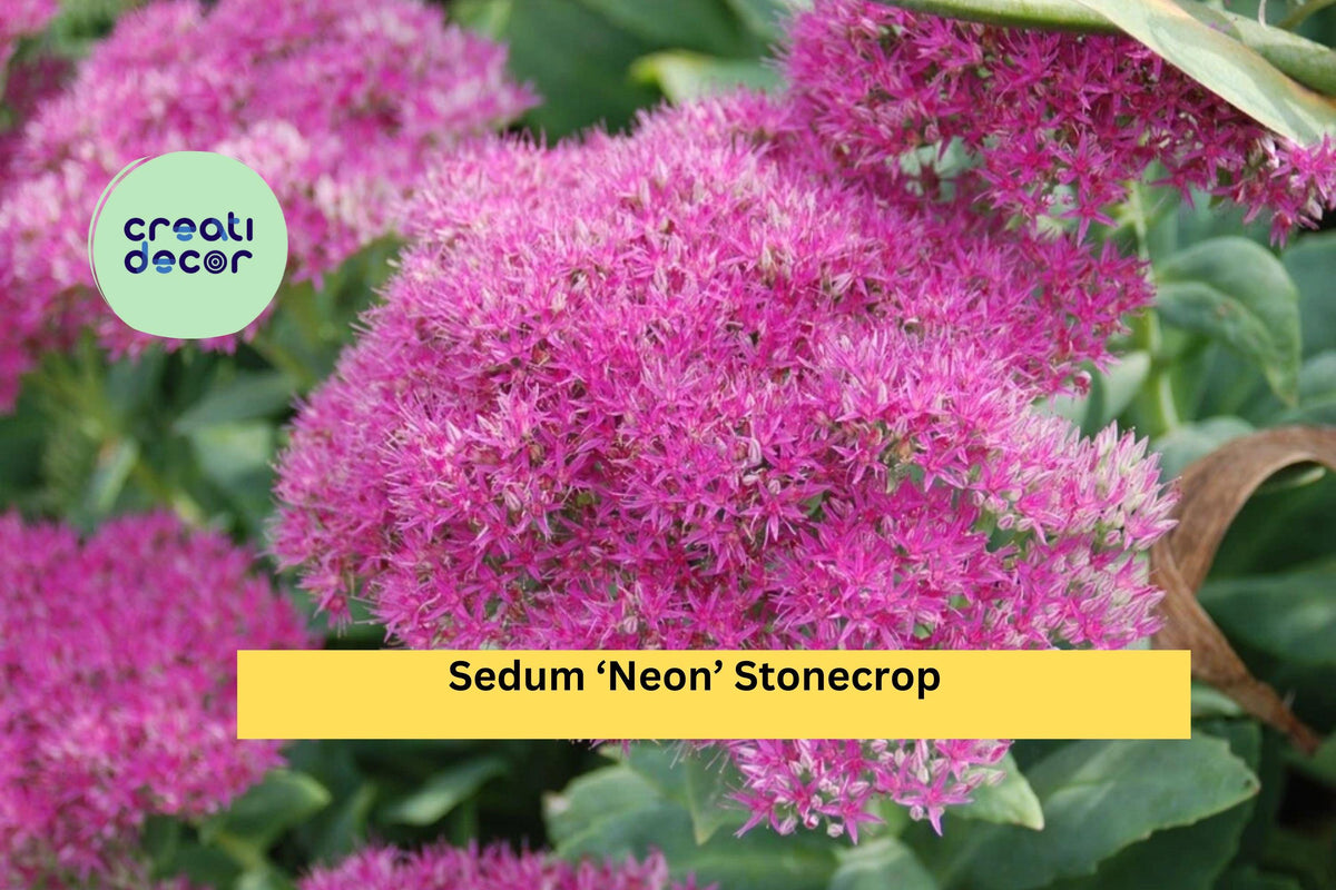 Sedum ‘Neon’ Live Starter Plant | Hardy Perennial Succulent with Neon-Pink Flowers | Sedum spectabile ‘Neon’
