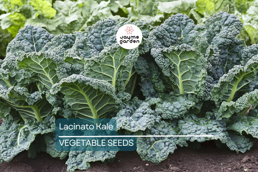1,000 Lacinato Kale Seeds - Heirloom Non-GMO Dinosaur Kale - Cold Hardy Brassica Oleracea - Perfect for Home Gardens
