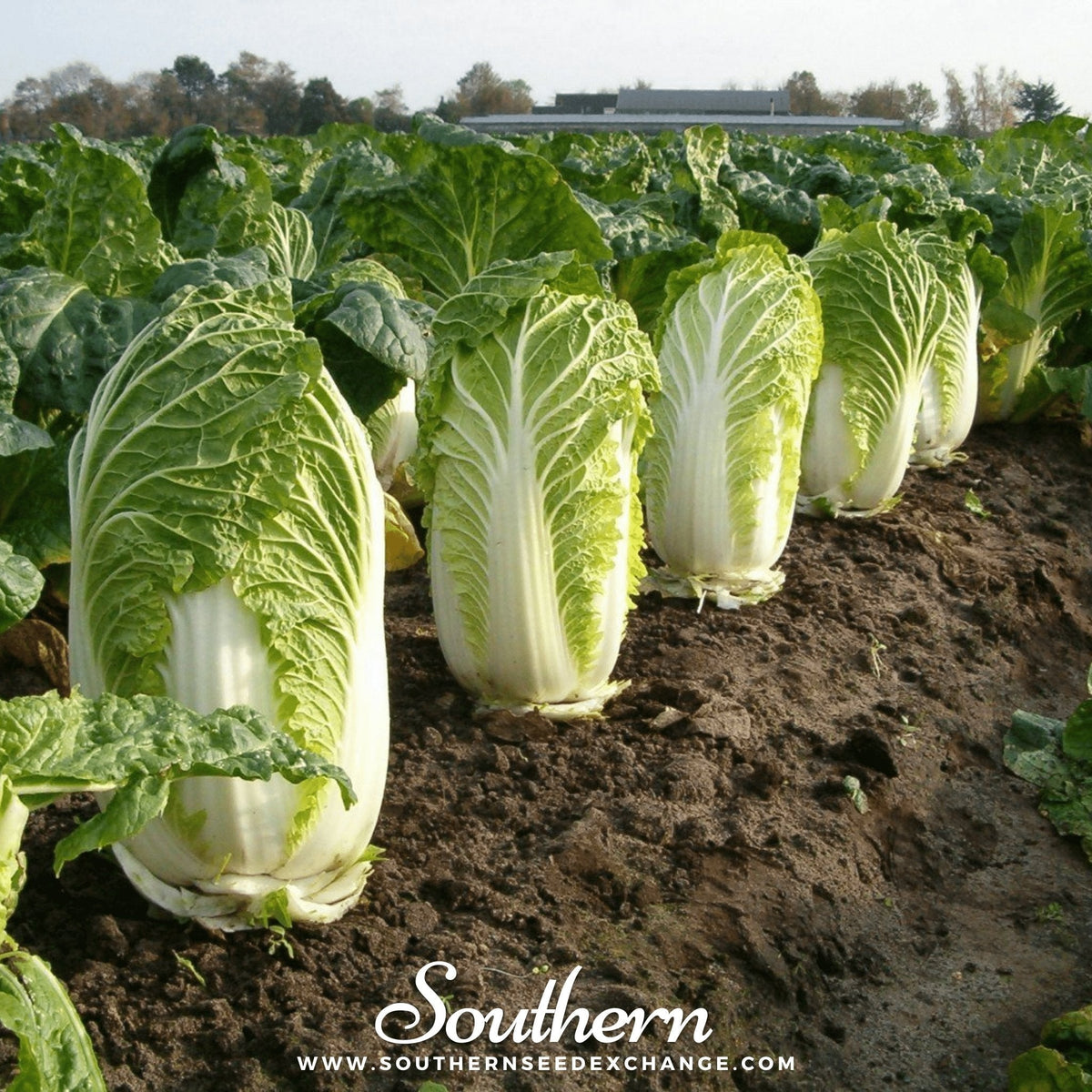Napa Cabbage Seeds - 100 Seeds, Michihili Variety, Brassica rapa subsp. pekinensis