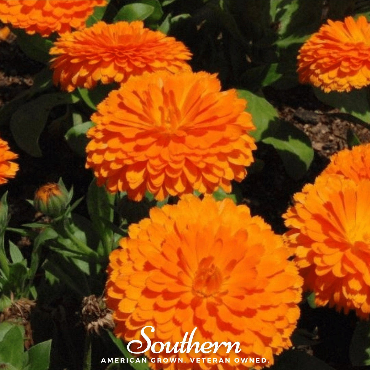Orange King Calendula Seeds - 100 Count - Bright Orange Flower Seeds - Calendula officinalis