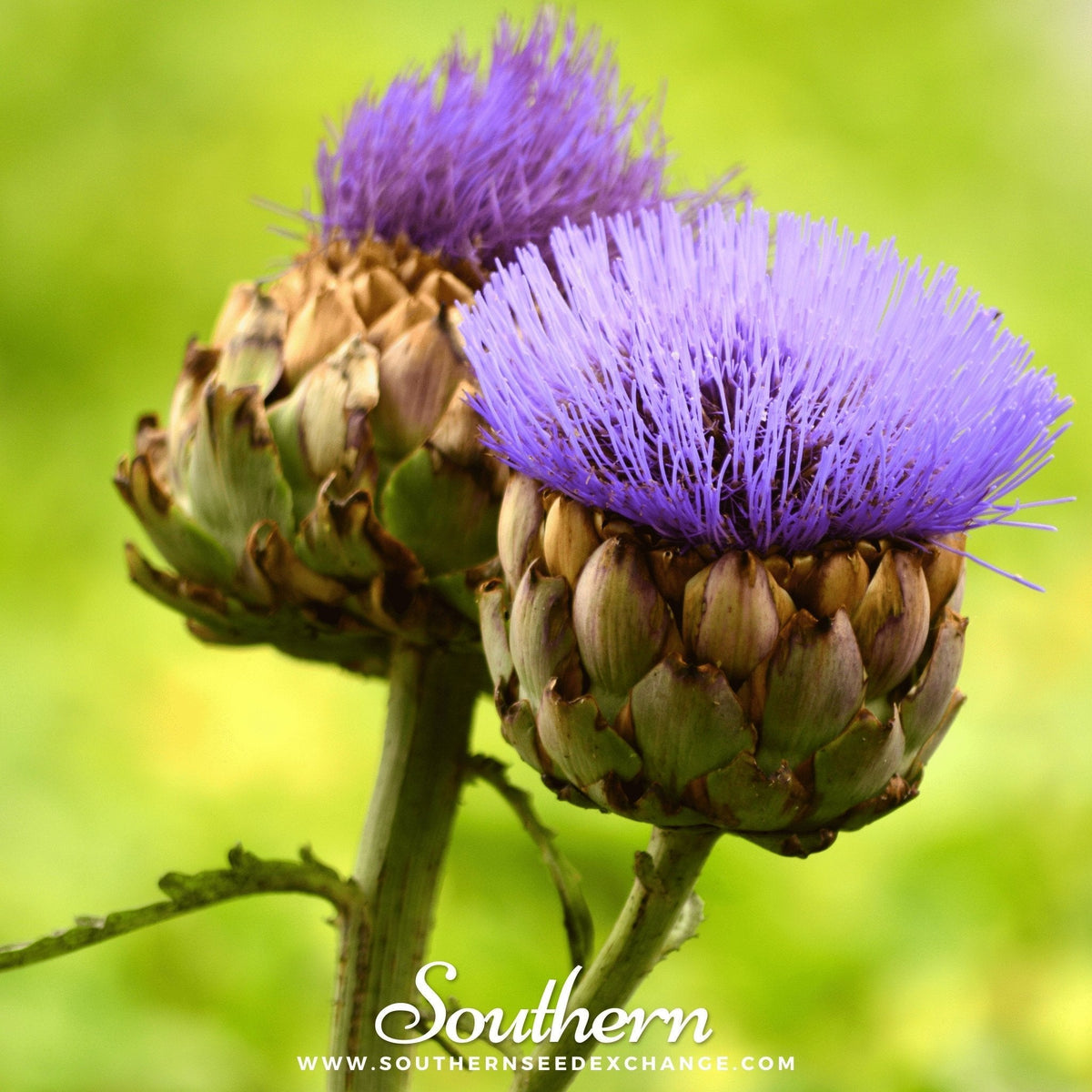 Cardoon Seeds - 25 Pack - Artichoke Thistle Variety - Cynara cardunculus