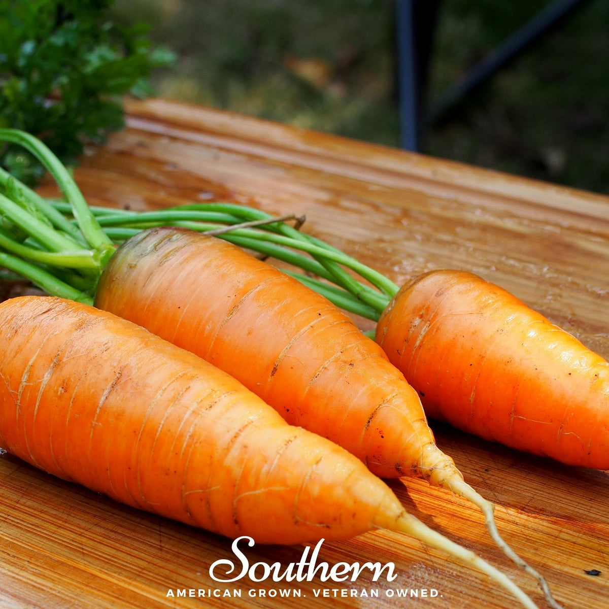 Chantenay Red Core Carrot Seeds - 250 Pack - Organic Heirloom Vegetable Seeds - Daucus carota