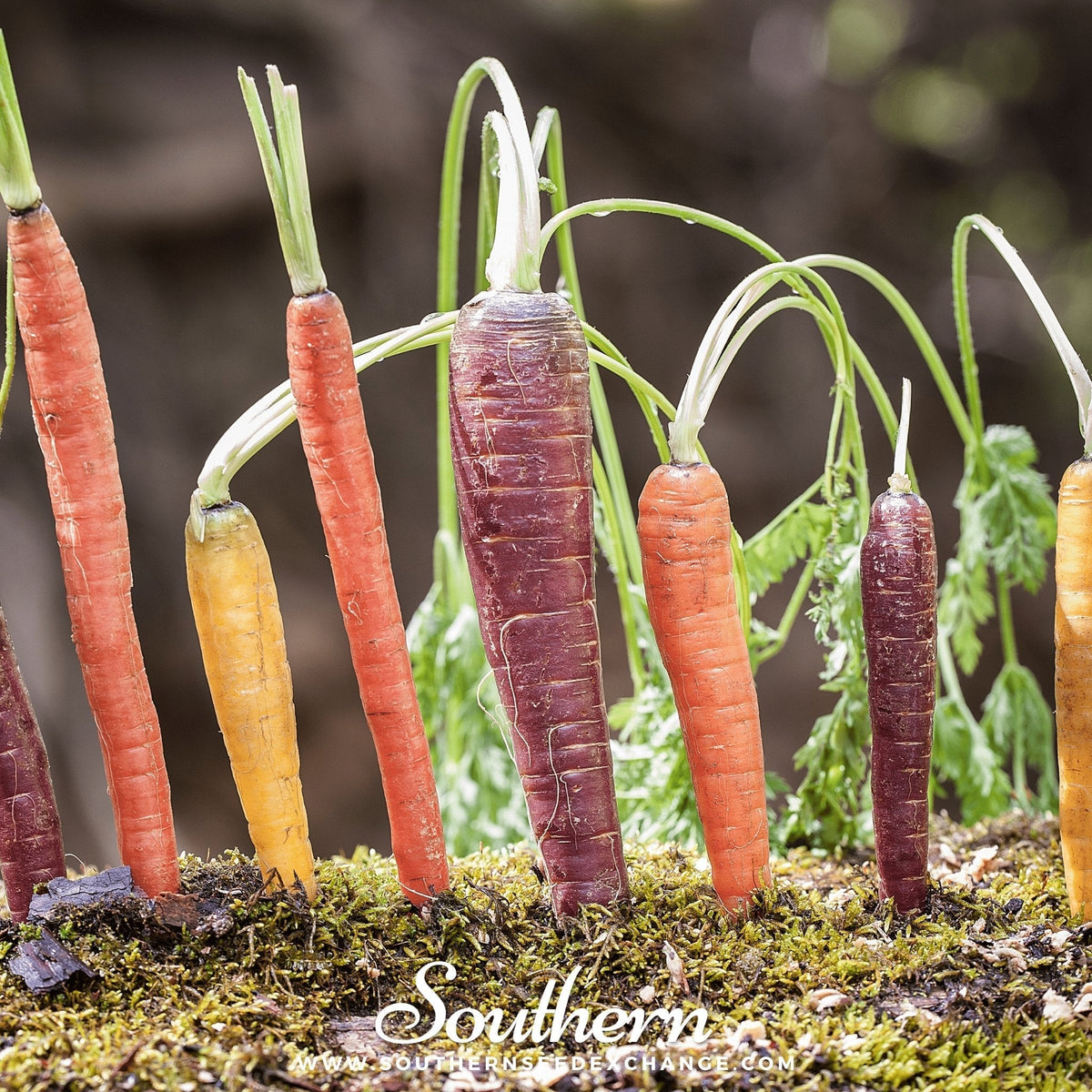 Rainbow Carrot Seeds - 100 Seeds for Colorful Veggie Garden - Daucus carota
