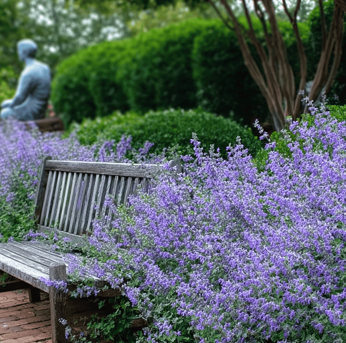 Catmint Seeds - 100 Pack - Nepeta cataria - Drought Tolerant Perennial Herb for Gardens and Pollinator Friendly Spaces