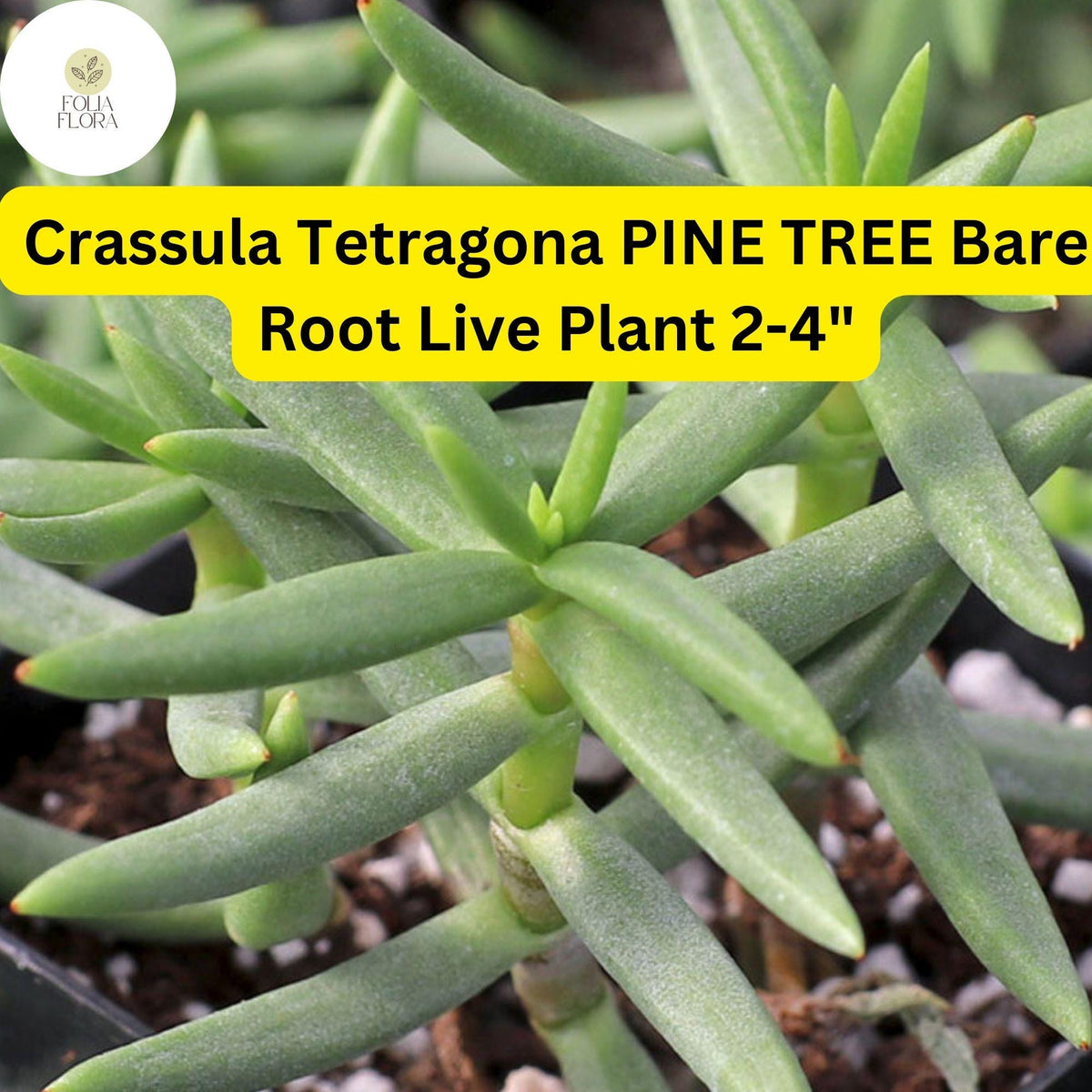 Crassula Tetragona 'Pine Tree' Succulent | 1 Live 2-4" Bare Root Plant | Drought-Tolerant, Easy-Care Houseplant