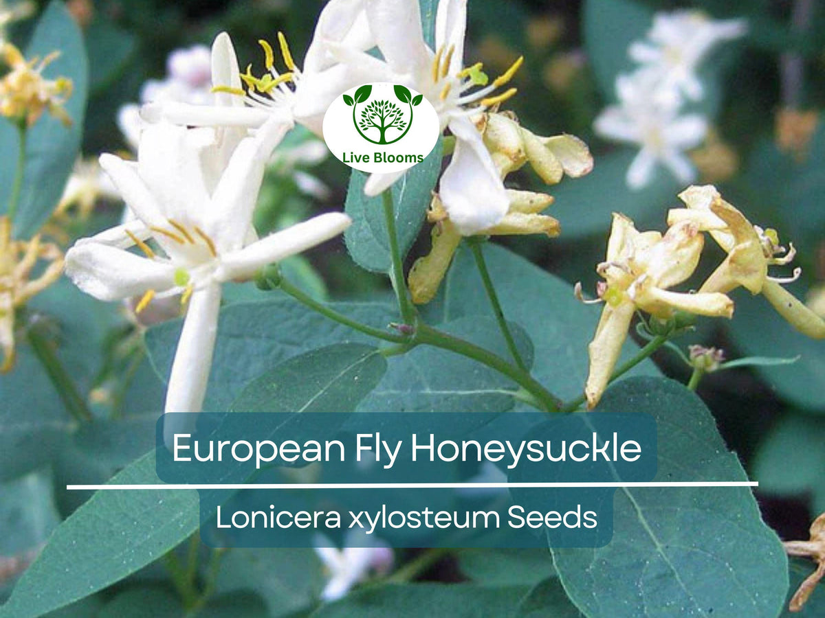 50 European Fly Honeysuckle Vine Seeds, Hardy Perennial White Flowers, Lonicera xylosteum, Ideal for Garden & Landscaping