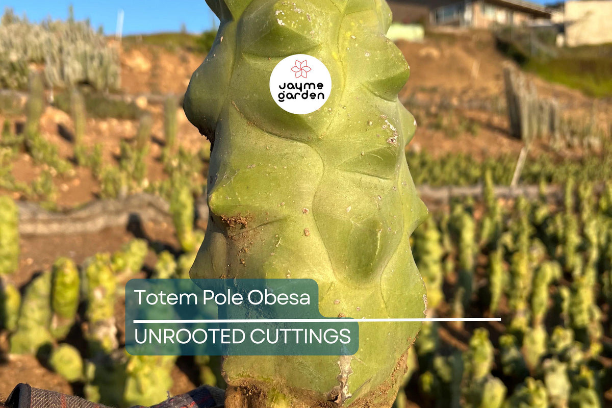 Totem Pole Cactus Cutting 9.5”-12” | Unrooted Lophocereus schottii var. monstrosus | Easy to Propagate | Unique Indoor/Outdoor Cactus