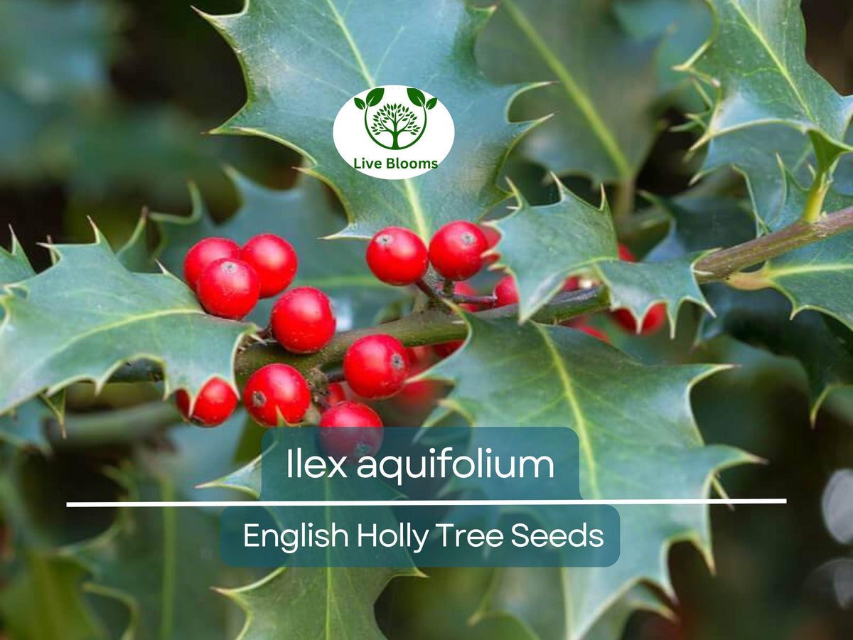10 Seeds Ilex Aquifolium English Holly | Evergreen Shrub for Hedges & Wildlife Gardens | Hardy Plant for Landscaping