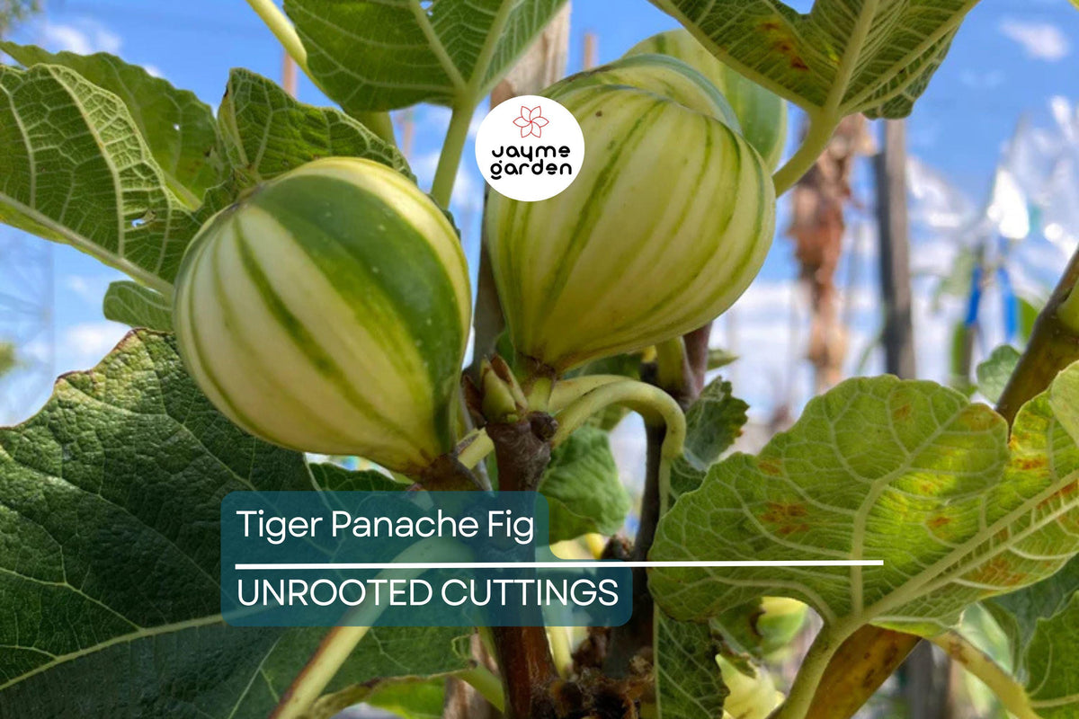 Tiger Panache Fig Cuttings - 2 Fresh Variegated Scions 6"+ for Rooting - Ficus carica "Tiger Panache" - Ideal for Propagation
