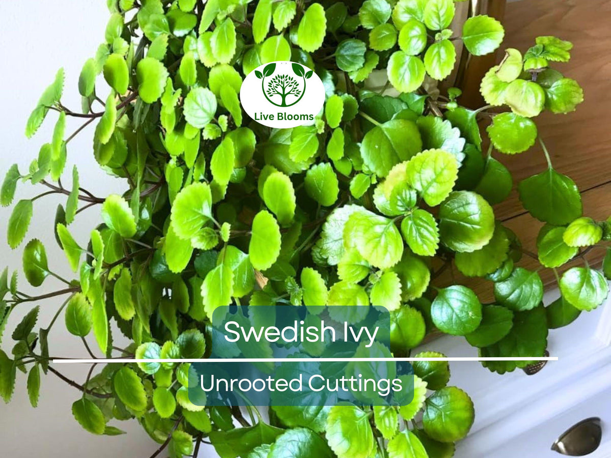 Organic Swedish Ivy Cuttings - 5 Unrooted 4" Plectranthus Verticillatus - Easy Propagation Houseplant for Indoor Decor