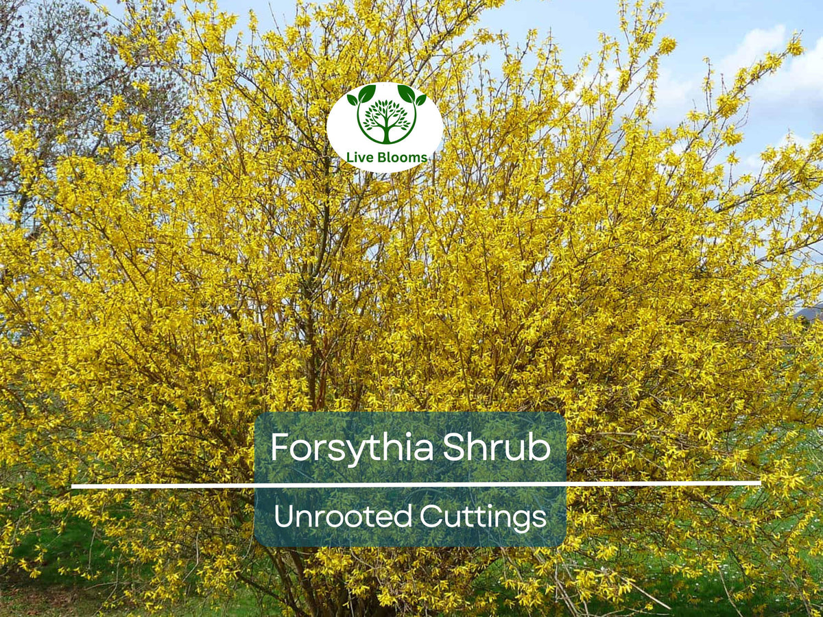 Forsythia Cuttings 10 Pack - Unrooted 6-8" Yellow Blooms - Forsythia x intermedia - Fast Growing Garden Shrub for Propagation