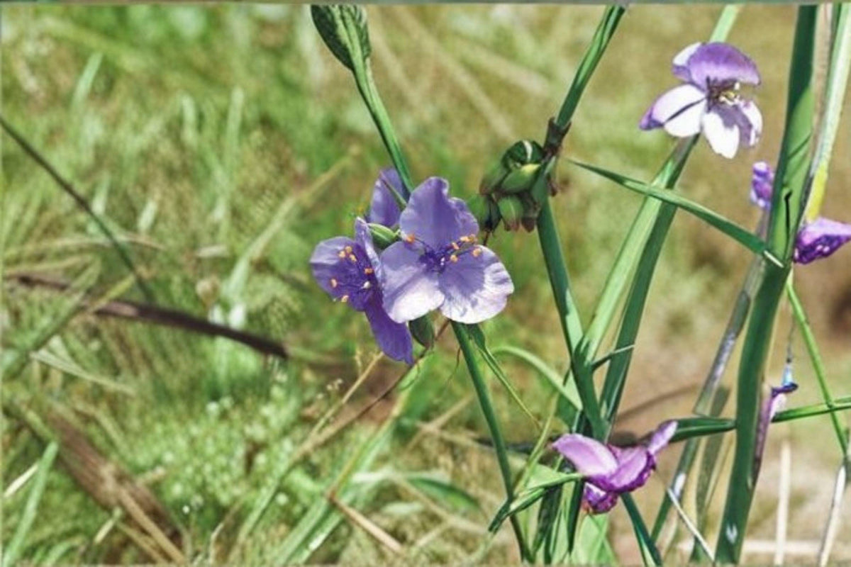 150 Prairie Spiderwort Seeds - Native Wildflower, Blue Blooms, Pollinator Plant for Meadows and Gardens (Tradescantia ohiensis)