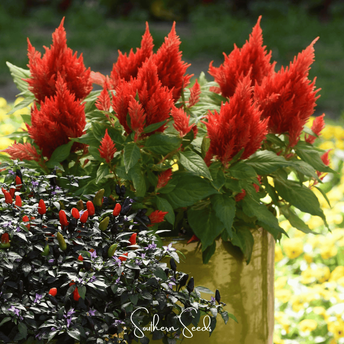 Scarlet Plume Celosia Seeds - 100 Count - Vibrant Red Flowers - Celosia argentea