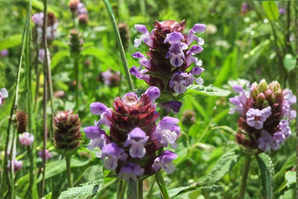 100 Heal All Seeds - Prunella vulgaris - Self Heal Herb - Edible Groundcover - Pollinator Friendly Plant