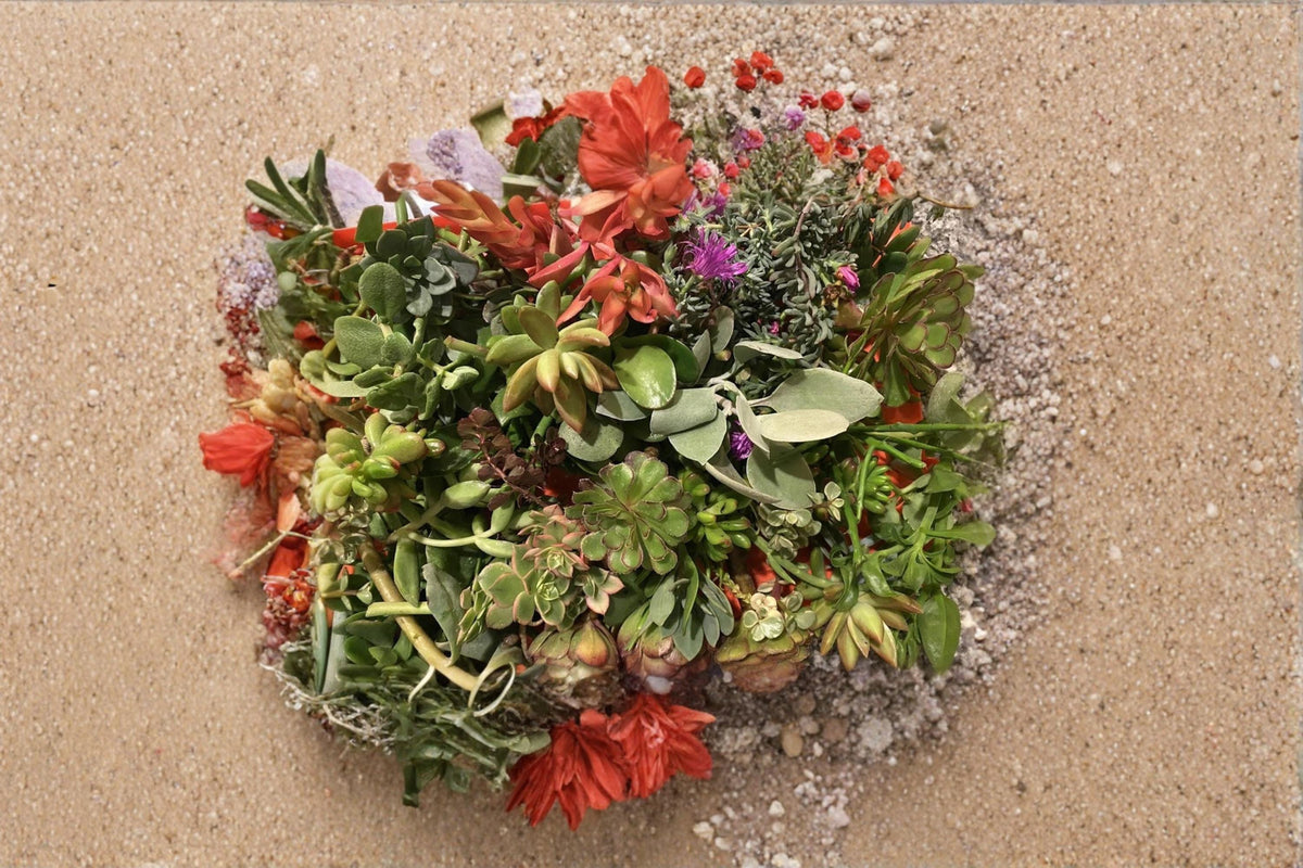 Organic Succulent Cuttings Collection - 20 Assorted Unrooted Varieties - Mixed Genera - Drought-Tolerant Plants for Propagation