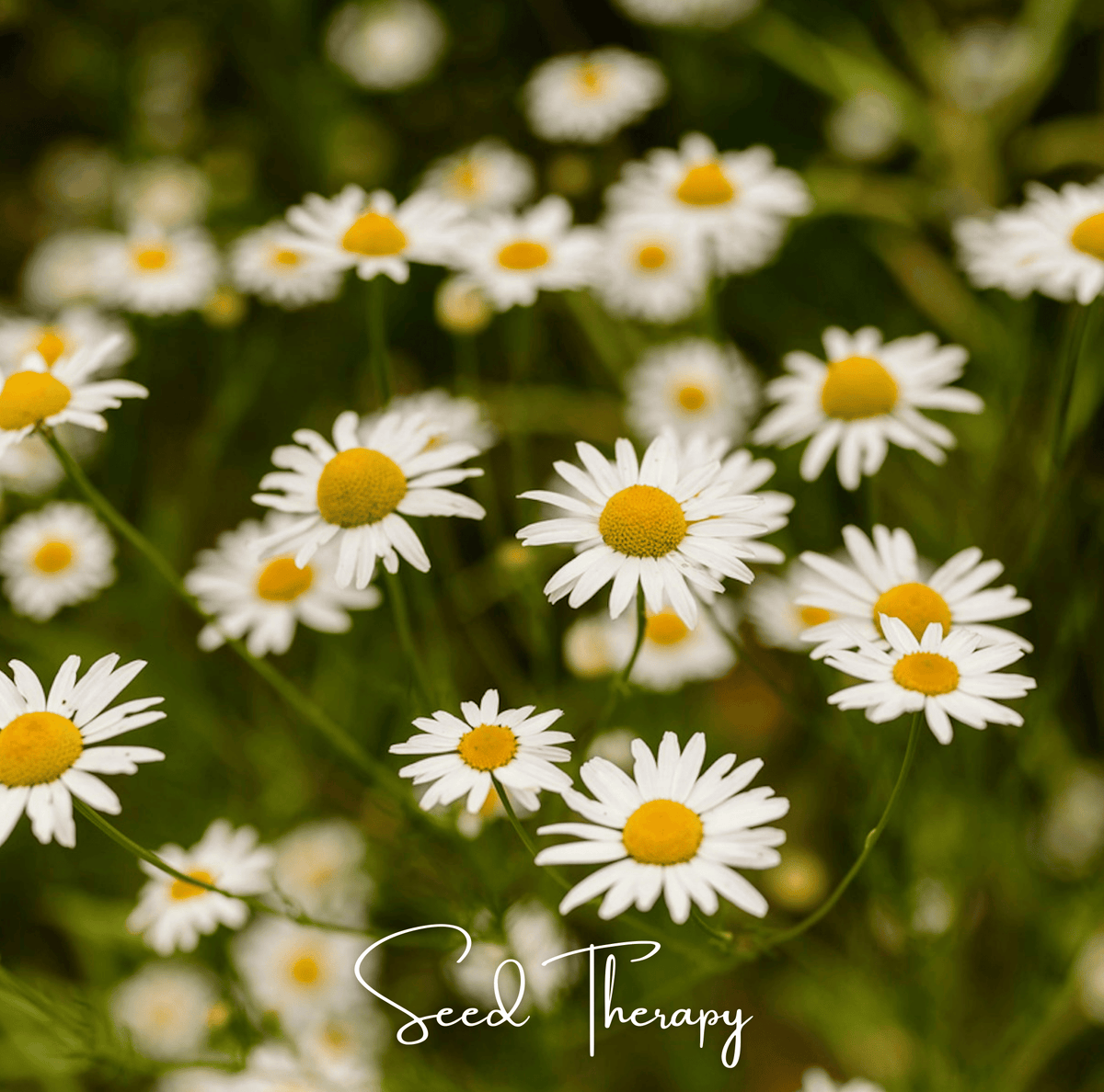 Roman Chamomile Seeds - 300 Pack - Chamaemelum nobile - Aromatic Herb for Tea and Ground Cover