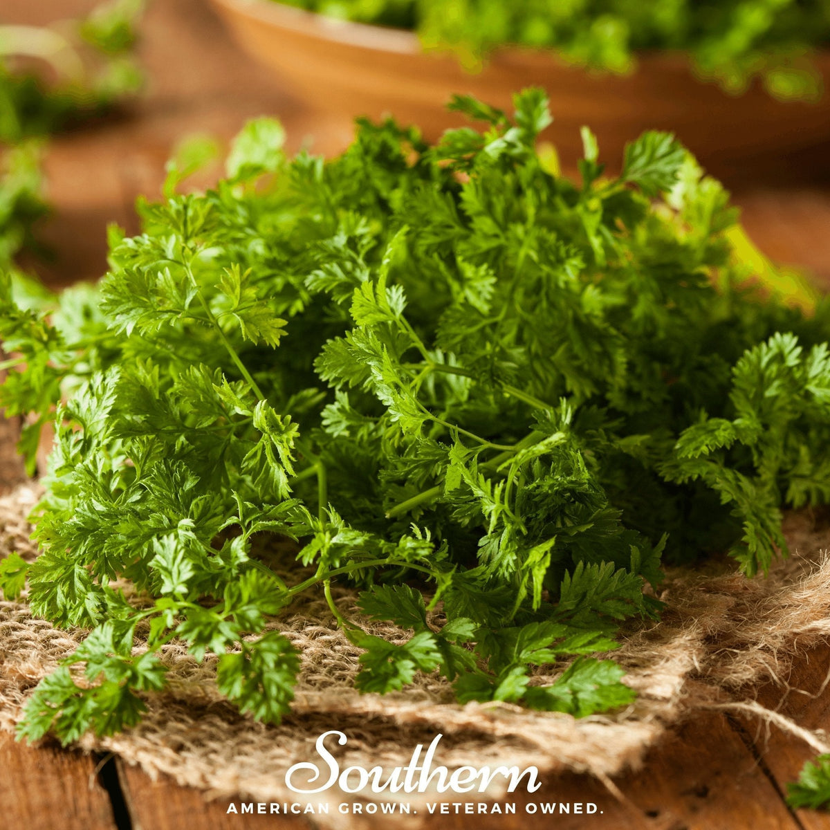 Curled Chervil Seeds - 200 Count - Anthriscus cerefolium - Culinary Herb for Fresh Flavor