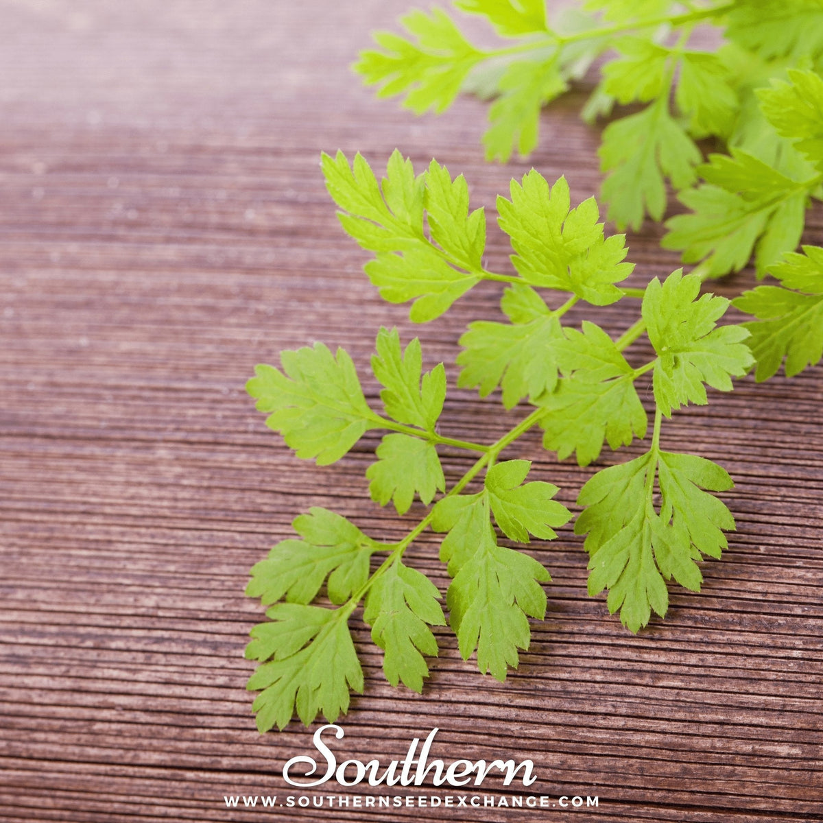 Flat Chervil Seeds - 200 Count - Anthriscus cerefolium - Culinary Herb for Fresh Flavor