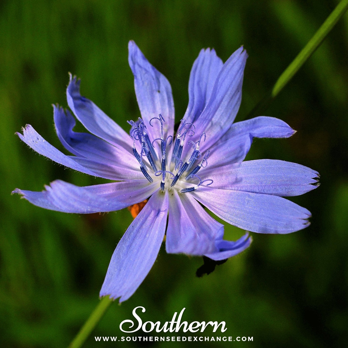 Chicory Seeds - 200 Count - Blue Flower Variety - Cichorium intybus