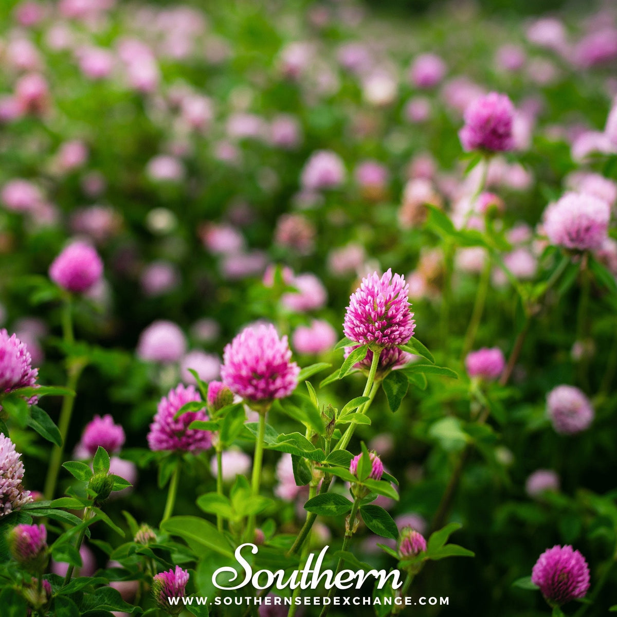 Red Clover Seeds - 200 Count - Trifolium pratense - Organic Red Clover for Planting