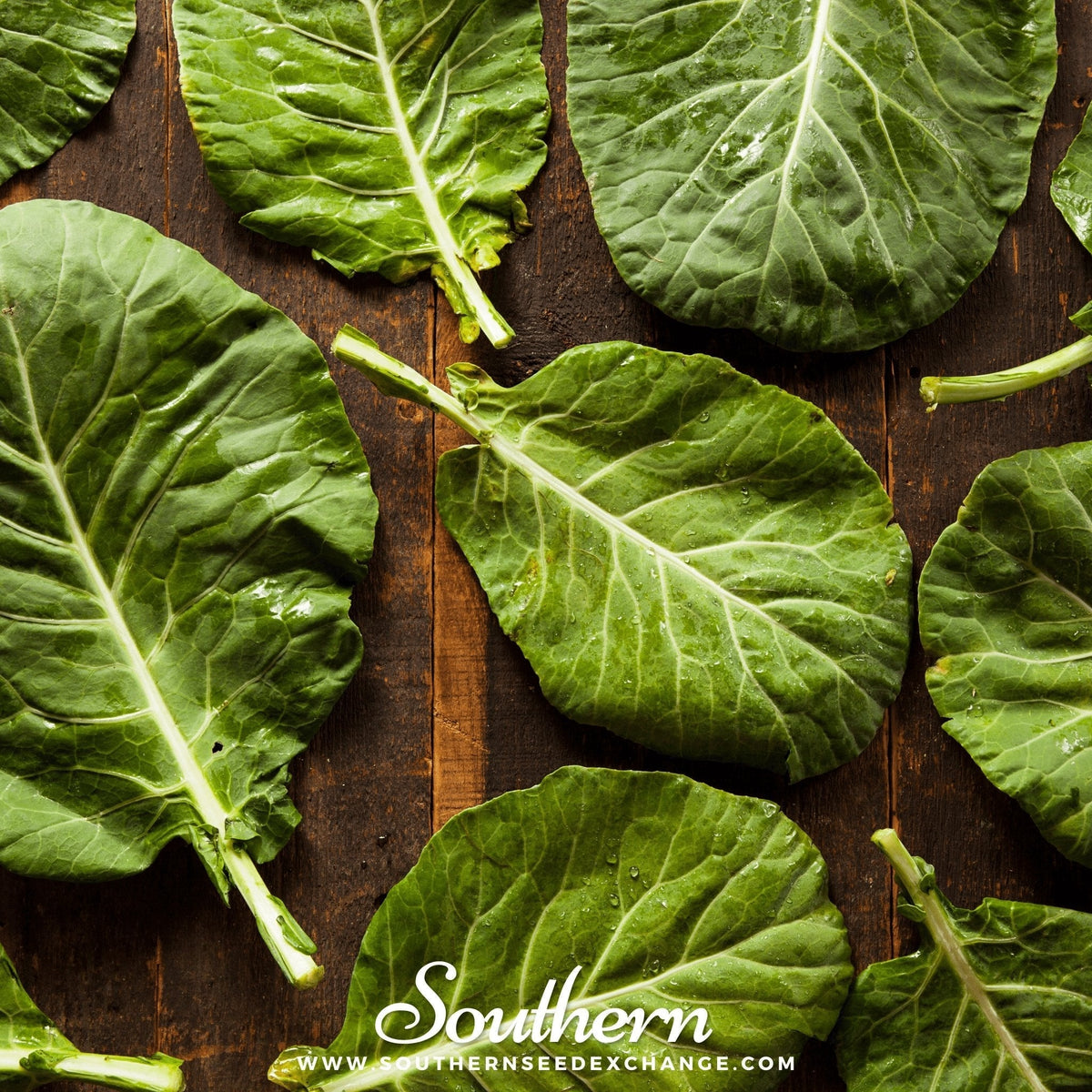 Champion Collard Seeds - 100 Count - Brassica oleracea Var. acephala - Heirloom Greens for Gardening