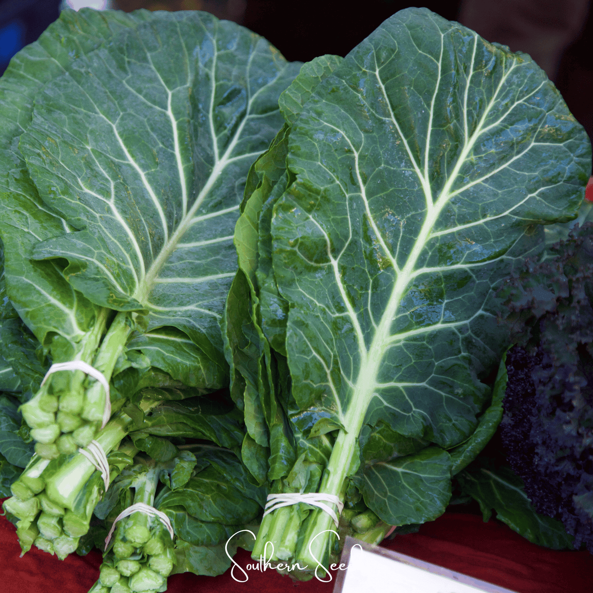 Georgia Collard Greens Seeds - 100 Pack - Heirloom Variety for Southern Gardens - Brassica oleracea