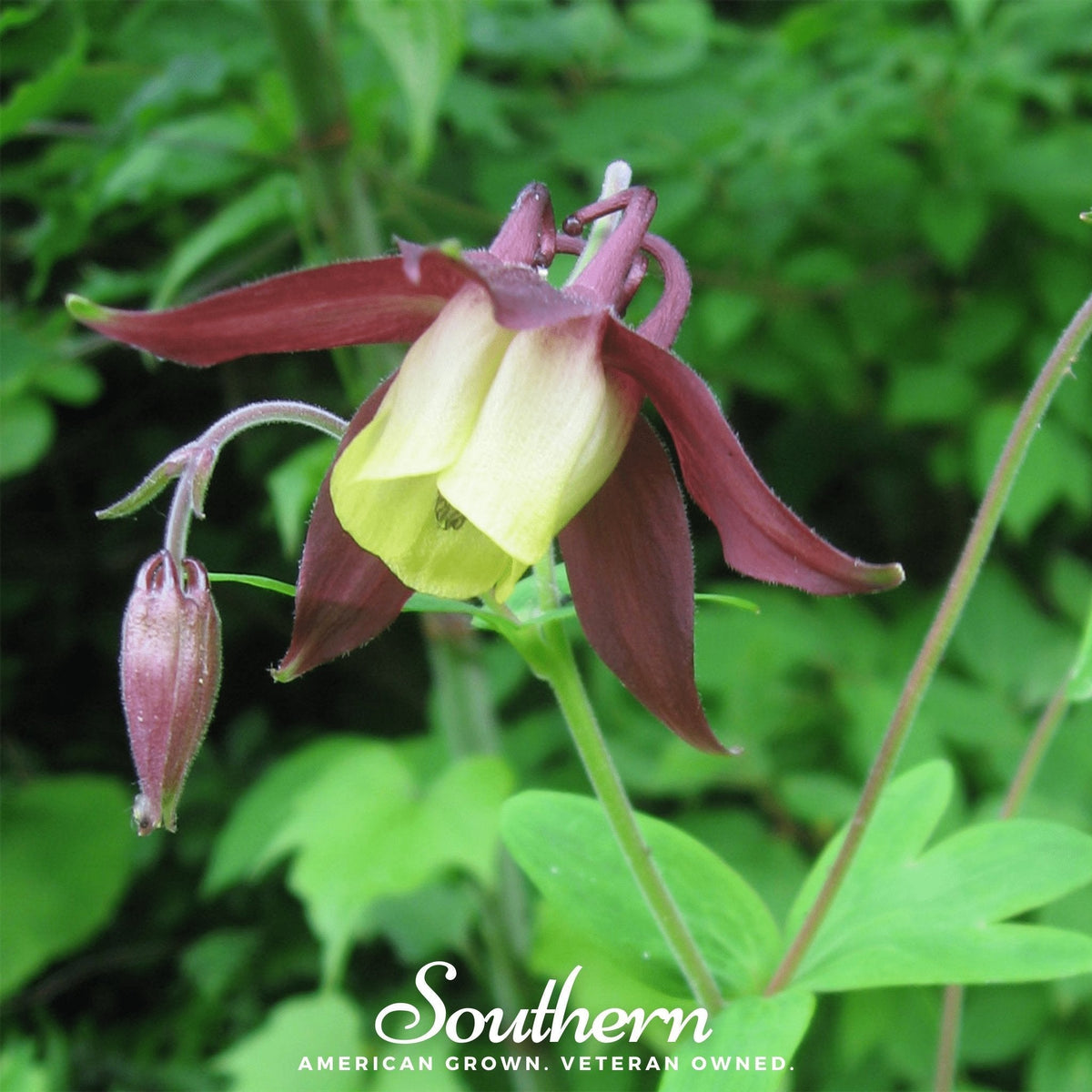 Oriental Columbine Seeds - 100 Pack - Aquilegia Orientalise - Colorful Perennial Flower Seeds for Garden