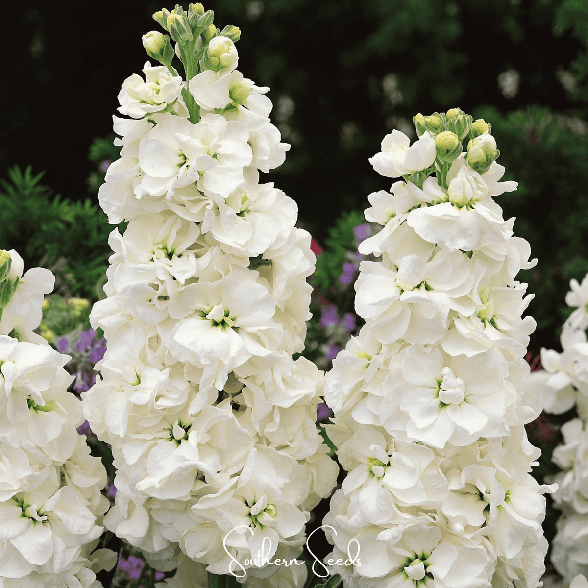 White Goddess Column Stock Seeds - 50 Count - Delicate White Blooms - Matthiola Incana
