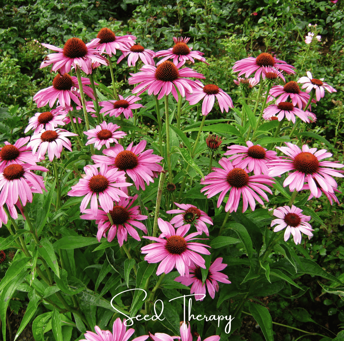 Purple Coneflower Seeds - 100 Count Echinacea Purpurea - Vibrant Purple Flowers for Gardens and Pollinator Attracting