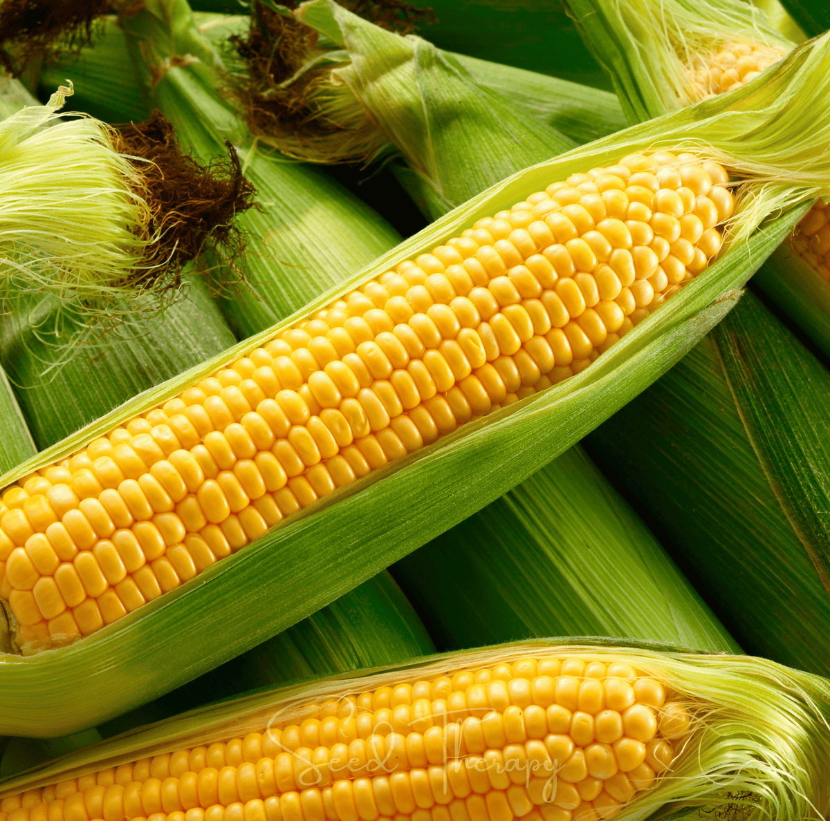 Kandy Korn Corn Seeds - 30 Pack - Sweet Variety - Zea mays