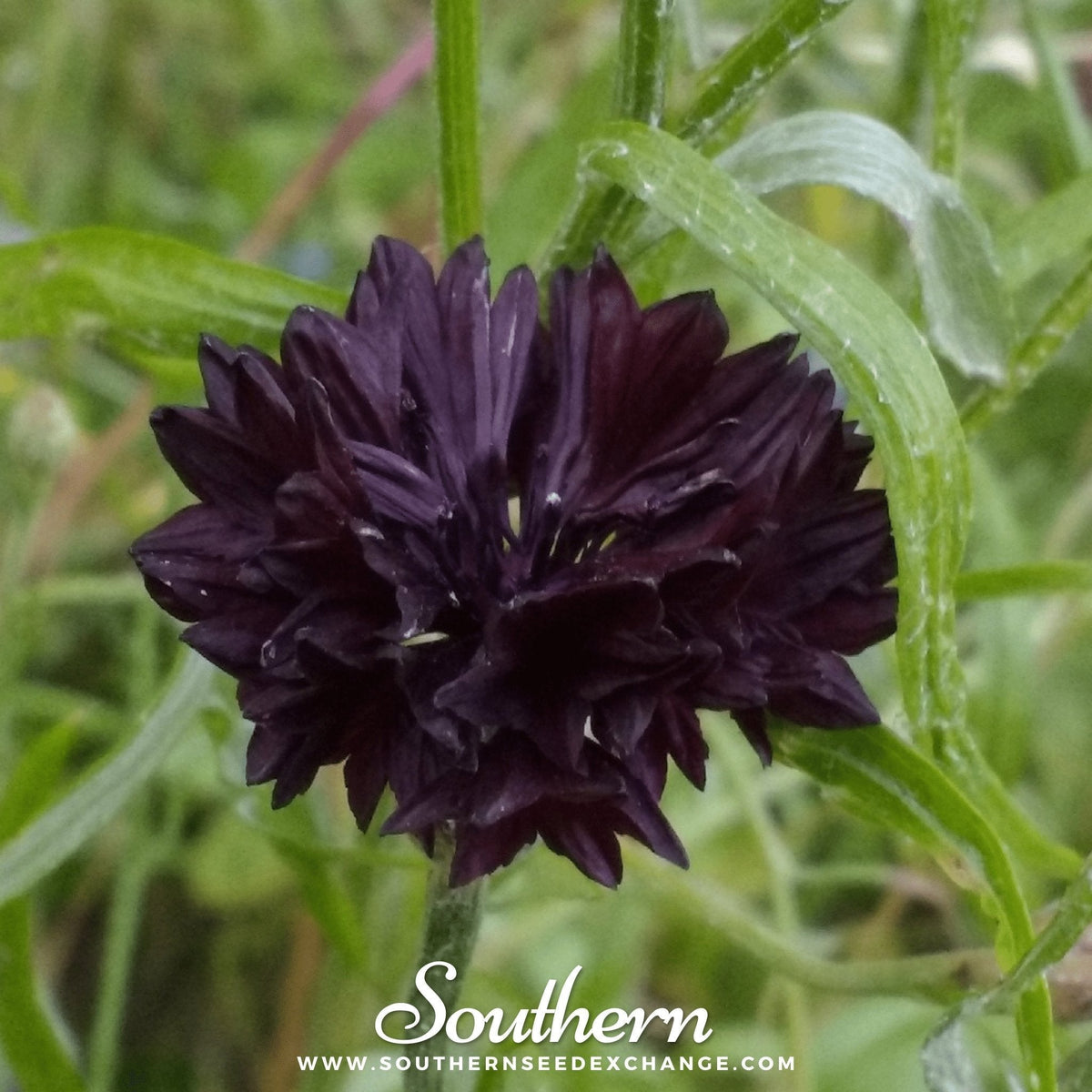 Black Cornflower Seeds - 50 Pack - Centaurea nigra - Non-GMO Flower Seeds for Garden and Landscaping