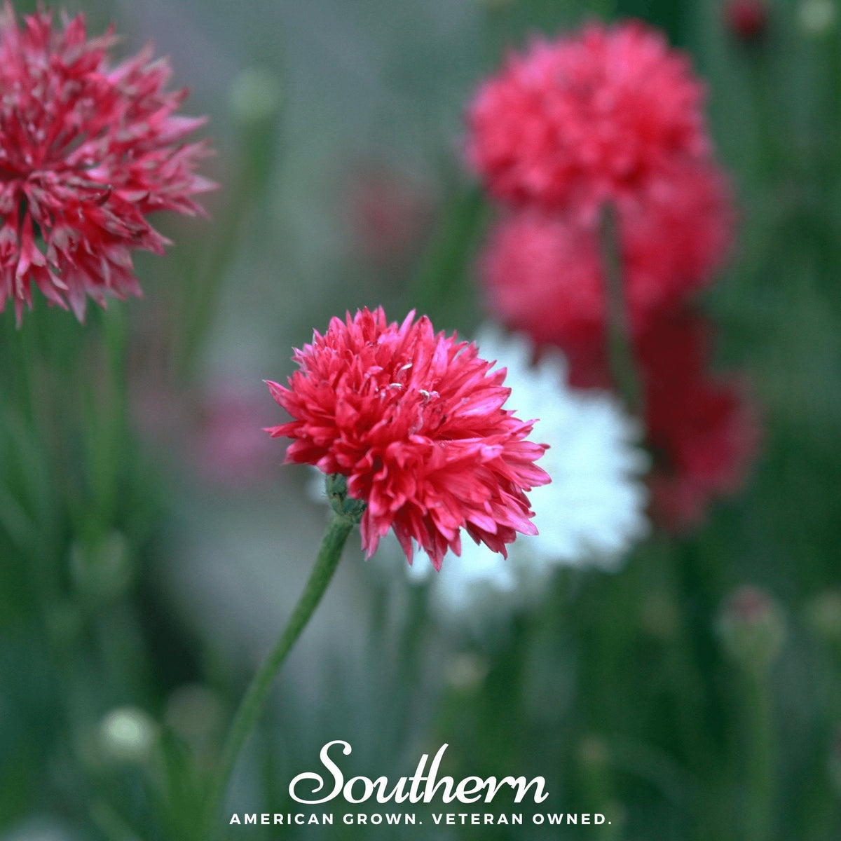 Tall Red Cornflower Seeds - 50 Pack - Centaurea cyanus, Vibrant Red Flowering Annual