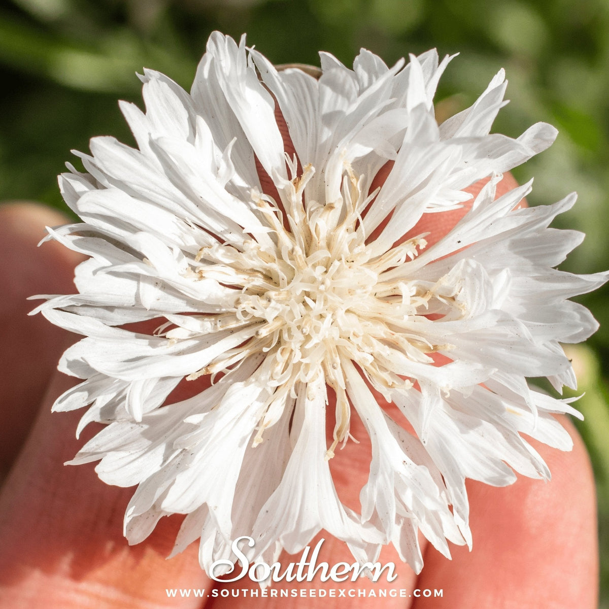 Tall White Cornflower Seeds – 100 Pack – Centaurea cyanus – Perfect for Gardens and Flower Arrangements