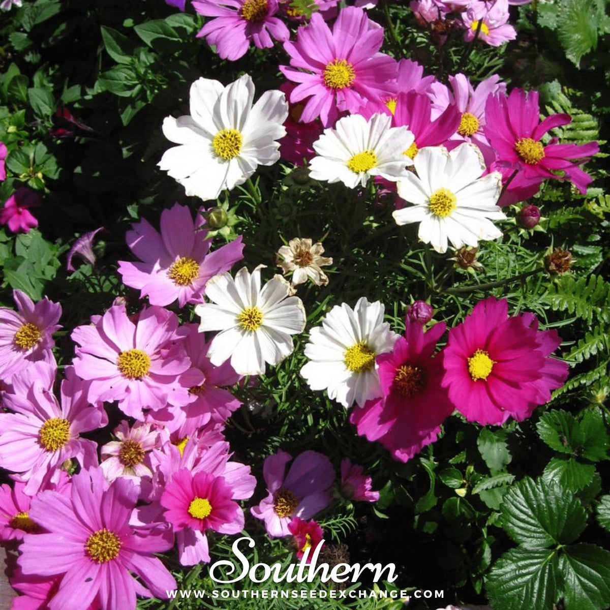 Dwarf Cosmos Seeds - 100 Count Mix - Colorful Annual Flowers - Cosmos bipinnatus