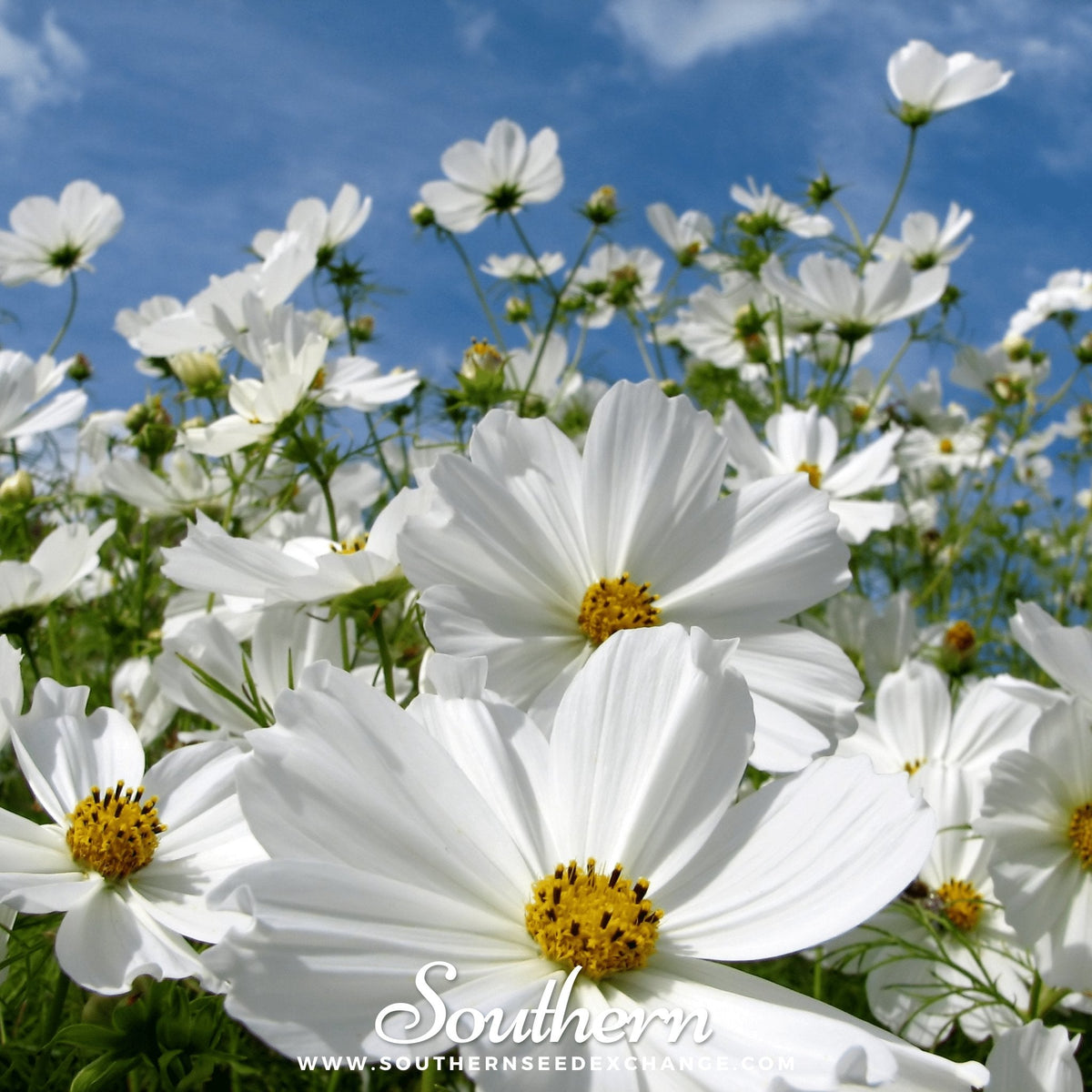 Purity Cosmos Seeds - 100 Count - Colorful Flower Variety - Cosmos bipinnatus